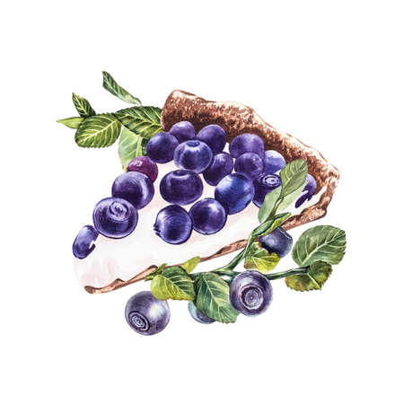 Blueberry. Watercolor botanical illustration. Hand drawn watercolor painting blueberry on white background.の写真素材