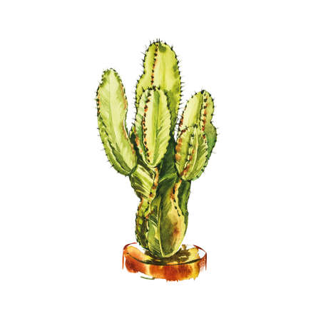 Watercolor cactus isolated on white background. Its perfect for cards, posters, banners, invitations, greeting cards, prints.の写真素材