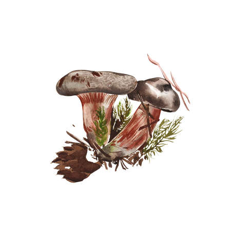 Mushrooms. Chanterelle, Black and King Trumpet, Oyster mushrooms and Niscalo, Portobello isolated on white background. Vintage. Watercolor illustrationの写真素材