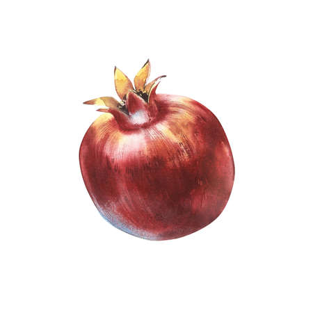 Pomegranate whole with leaves watercolor illustration isolated on white background.の写真素材