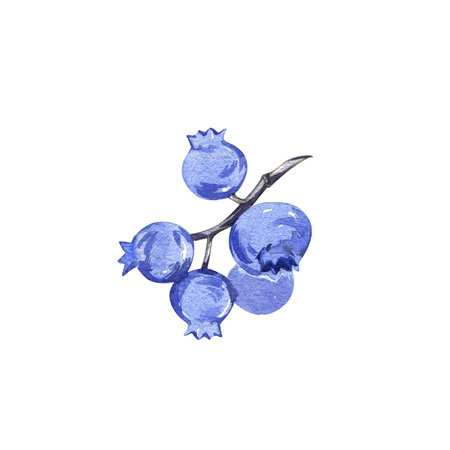 Fresh ripe blueberry on branch isolated on white. Watercolor hand dawing botanic realistic illustration. Art for designの写真素材