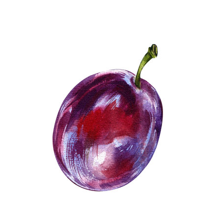 Fresh raw ripe purple plum fruit isolated on white background. Watercolor handawing botanic illustration. Art for designの写真素材