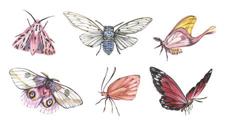Set butterfly and cicada realistic isolated on white background. Watercolor hand drawn realistic llustration for designの写真素材
