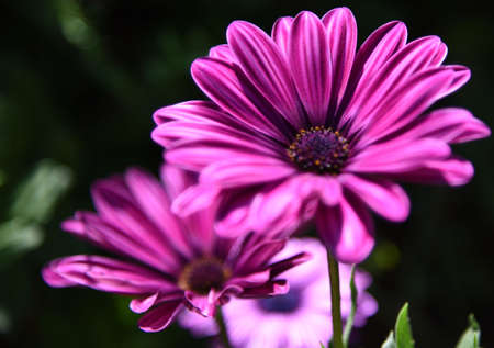 Purple flowersの写真素材