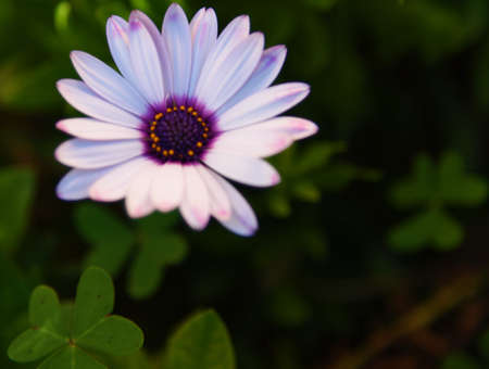 Flower close upの写真素材