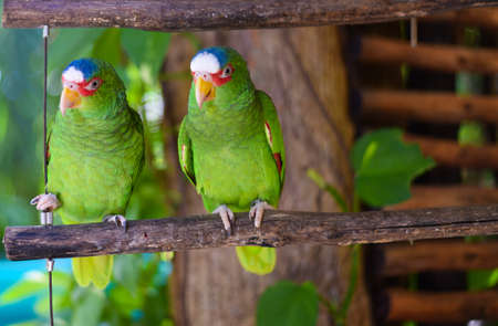 Twin parakeetsの写真素材
