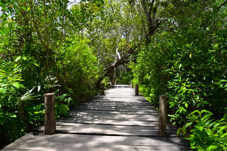 In the forestの写真素材