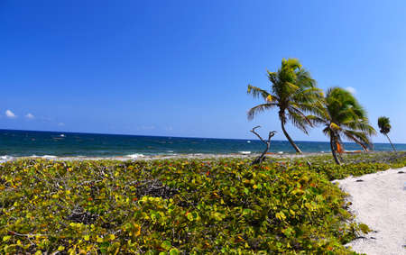 Blue sea with palm treeの写真素材