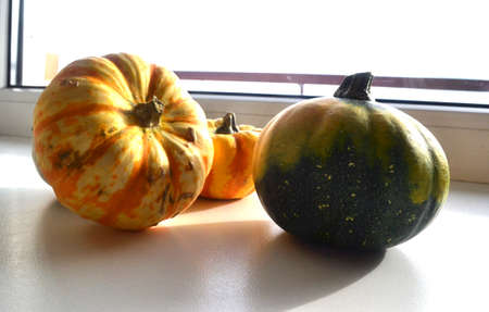 Pumpkinsの写真素材