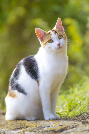 kittenの写真素材