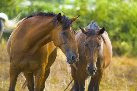 horsesの写真素材