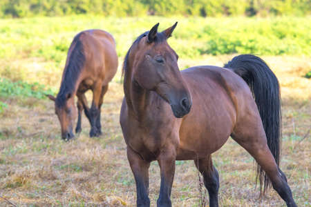 horsesの写真素材