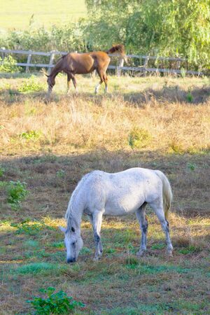 Horsesの写真素材