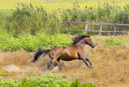 horseの写真素材