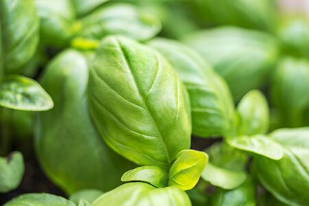 basil