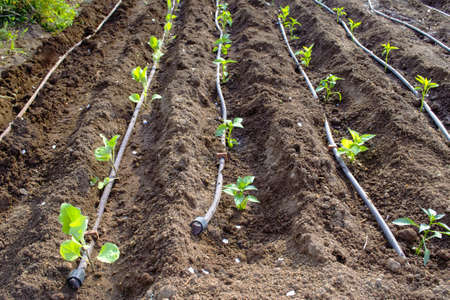 organic vegetable garden with pepper plants