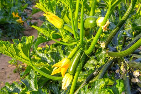 Organic field of zucchini in Italy on a beautiful summer dayの写真素材