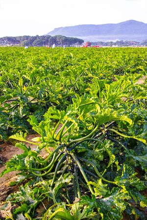 Organic zucchini field in Italy on a beautiful summer day,の写真素材