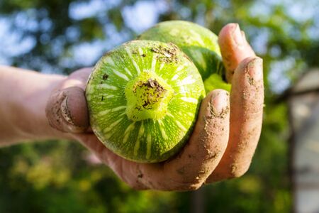 Woman hand with dirt holding freshly picked zucchini roundsの写真素材