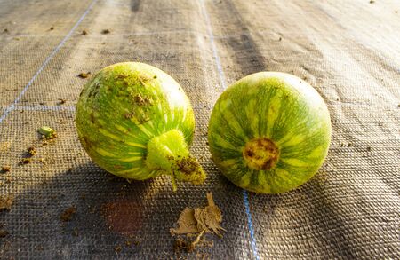 Riped freshly picked zucchini on a tableの写真素材