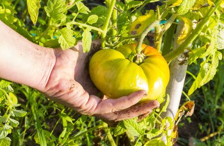 Woman hand touching a green tomato in a vegatable garden on a summer dayの写真素材
