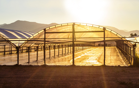 Drip system in a field, Organic fiels in Italy with watering systemの写真素材