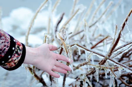 The girl's hand touched the icicles on the branches. Winter. Bank of the river. Shallow depth of fieldの写真素材
