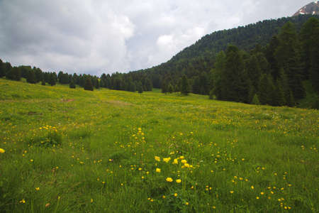 Green meadow in Trentino Italyの写真素材