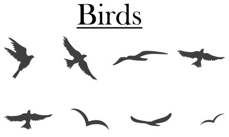 Set of black silhouettes of birds on a white background. Vector illustrationのイラスト素材