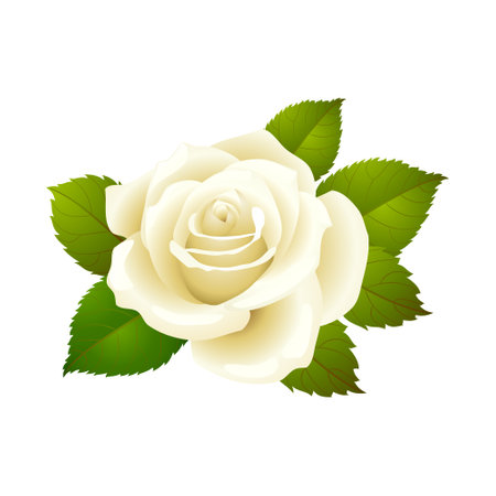 Realistic White Rose with green leaves isolated on white background. Vector illustrationのイラスト素材