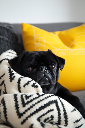 Cute black pug dog with yellow pillow on sofa at homeの写真素材