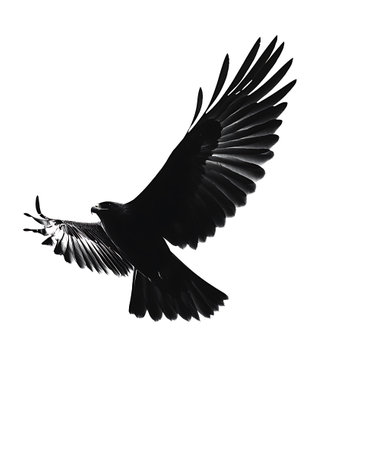 Silhouette of a flying eagle isolated on a white background.の写真素材