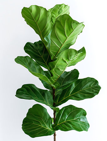 Green fern leaves isolated on white background. Clipping path included.の写真素材