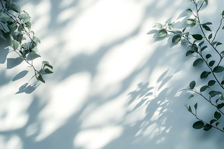 Green leaves on white wall with shadow and sunlight. Natural background.の写真素材