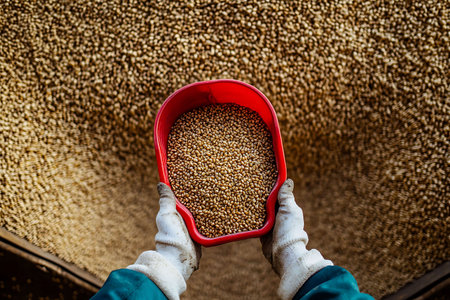 Farmer hand holding a red bucket full of quinoa grains.の写真素材