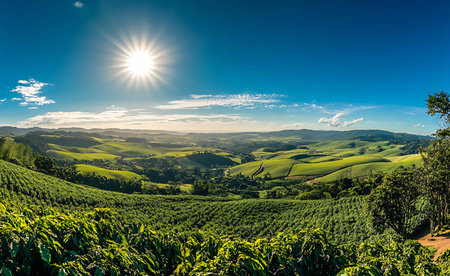Coffee plantation in the morning. Beautiful natural landscape background.の写真素材
