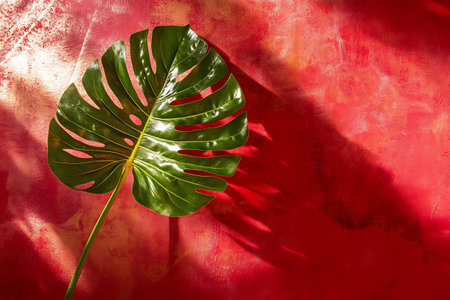 Monstera leaf on red background with shadow. Tropical summer background.の写真素材