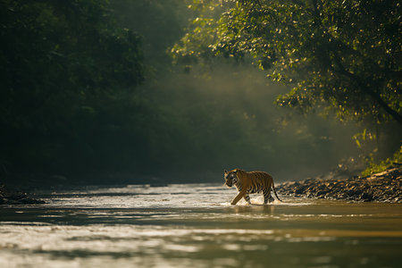 Bengal Tiger (Panthera tigris tigris) in the riverの素材