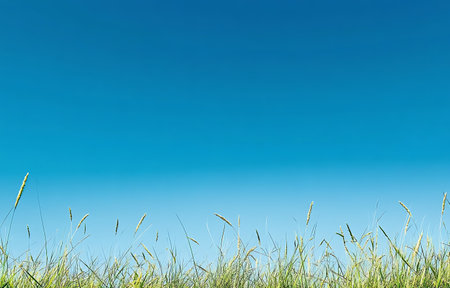 Green grass on blue sky background with copy space for your text.の写真素材