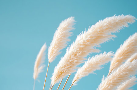 Pampas grass on blue background, soft focus, vintage toneの写真素材