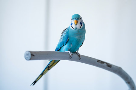Blue budgerigar sitting on a perch on a white backgroundの写真素材