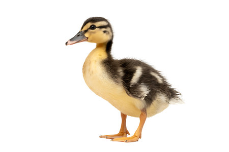 Duckling isolated on a white background. Clipping path included.の写真素材