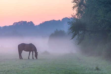 Horse grazing in a foggy meadow at sunrise in summerの写真素材