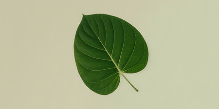 Green leaf of a tropical plant on a green background. Flat lay, top view.の写真素材