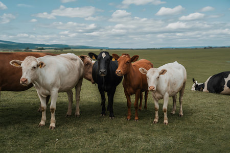 Herd of cows in a meadow in the countryside in Scotlandの写真素材