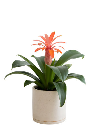 Flowerpot with bromeliad isolated on white background.の写真素材