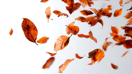 Autumn leaves fly in the air on a white background. Autumn backgroundの写真素材