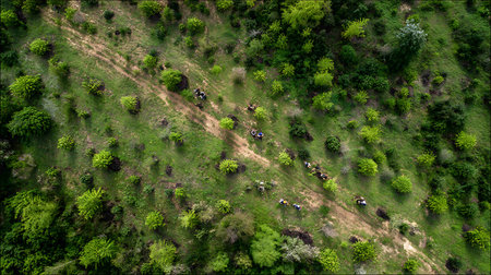 Aerial view of people walking through the green forestの写真素材