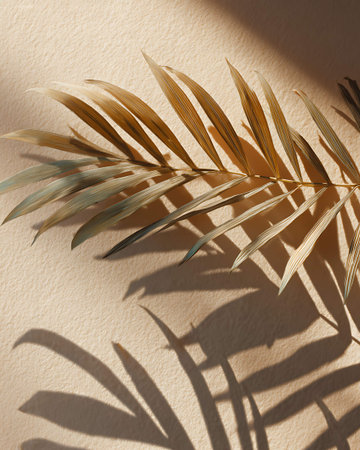 Tropical palm leaf shadow on the wall. Minimal style.の写真素材