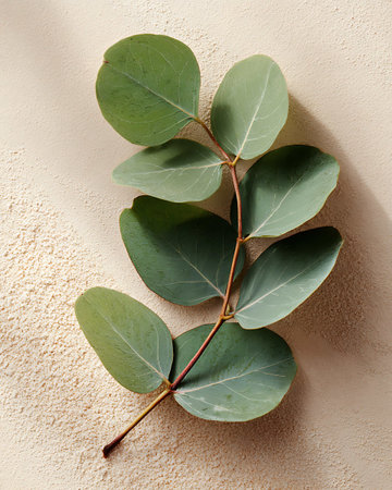 Eucalyptus branches on color background, top view. Flat layの写真素材